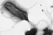Bacteria Helico Pylori